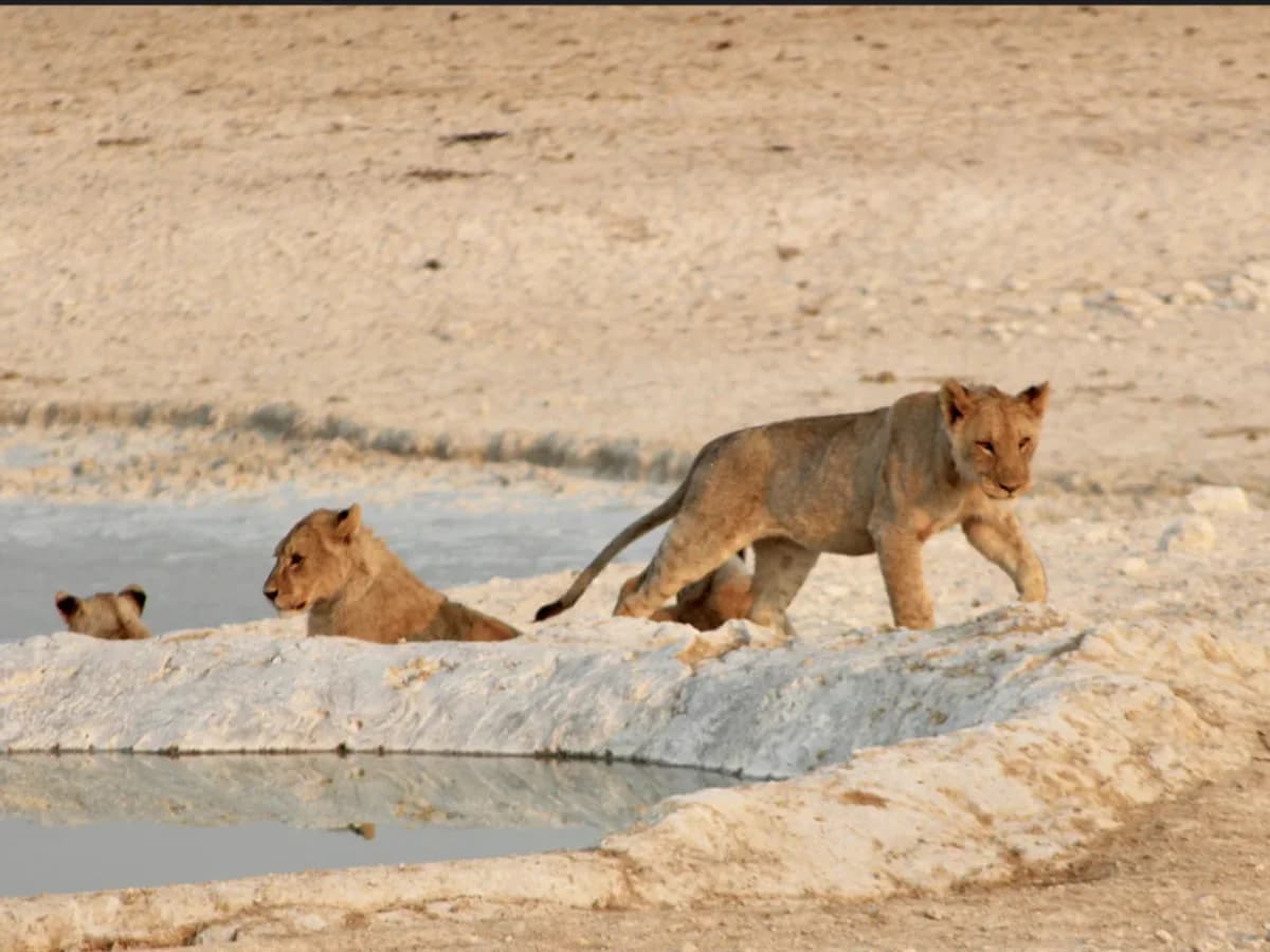 Chameleon Safaris surf camp