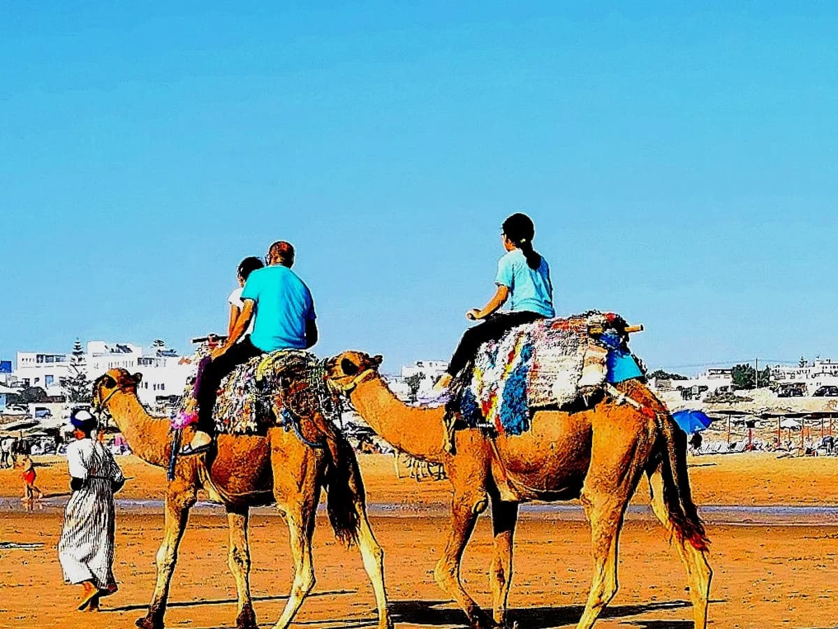 Ibi surf house SARL surf camp