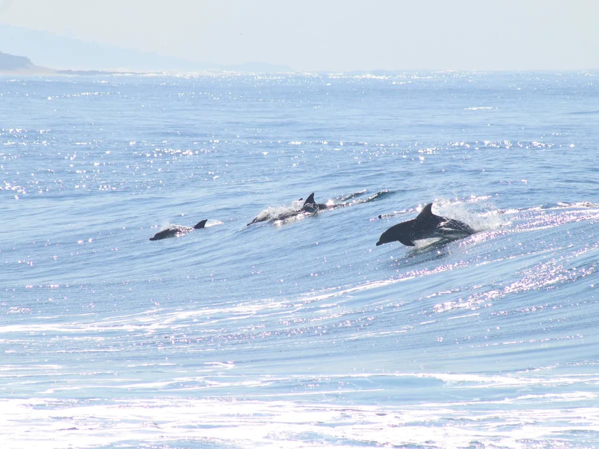 Pumula Surf Camp surf camp