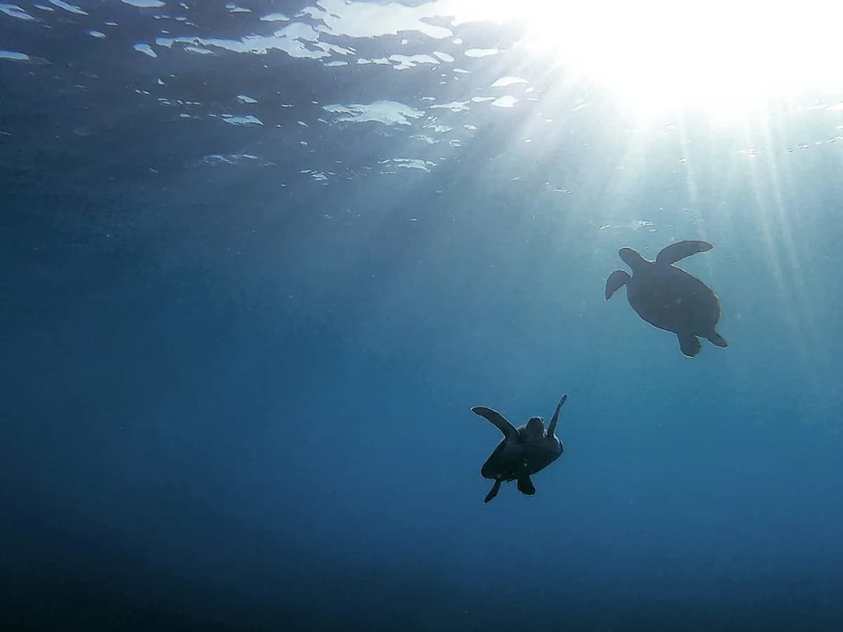 Single Fin Surf House surf camp